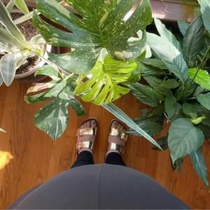 Meet your Posher, Brandi